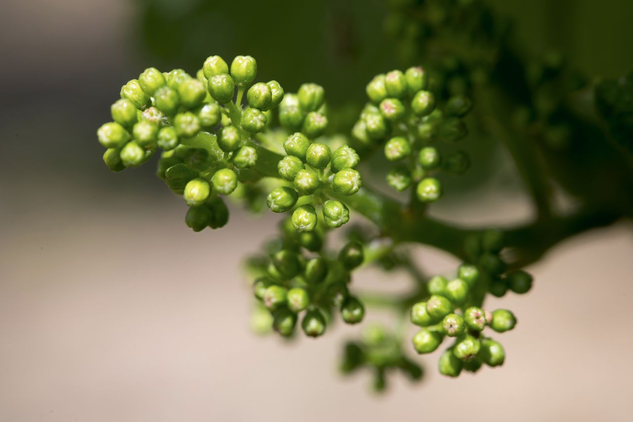 Vignoble Macro 7-Boutons floraux WJM_1698